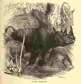 Cassell’s white rhino