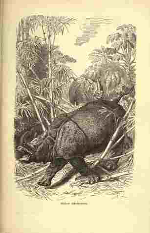 Cassell Indian rhino