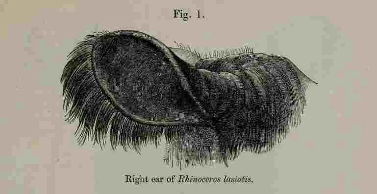 London 1872 Ear