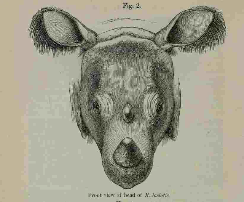 London 1872 Head