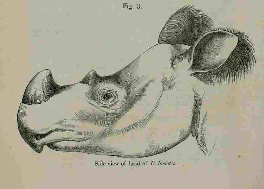 London 1872 Lasiotis