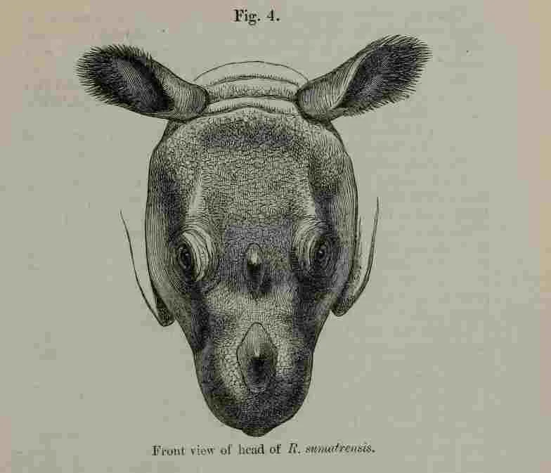 London Sumatrensis