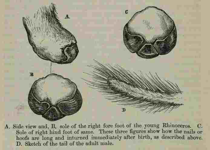 Sole of Sumatran Rhino
