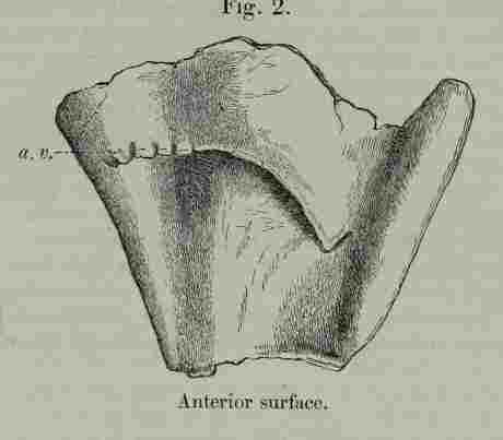 Sarawak tooth 02