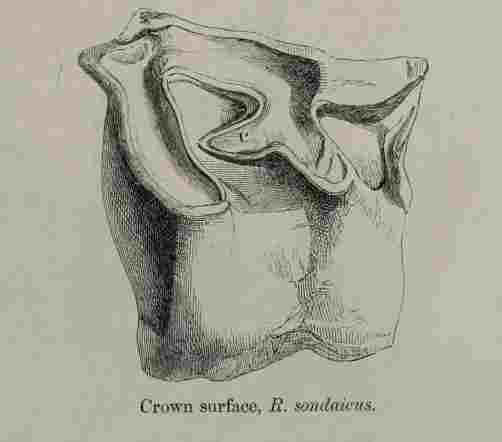 Sondaicus tooth