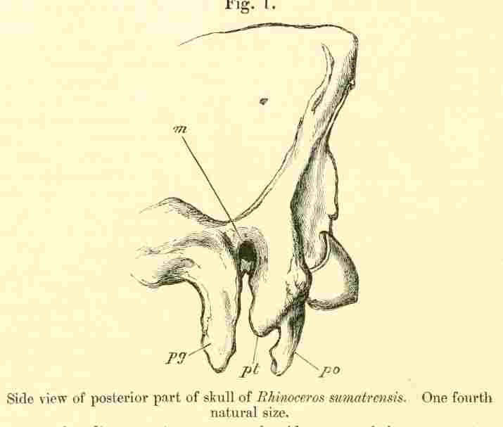 Sumatrensis skull