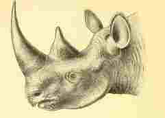 Black rhino head