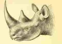 Black rhino head