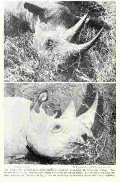 Schillings shot rhino