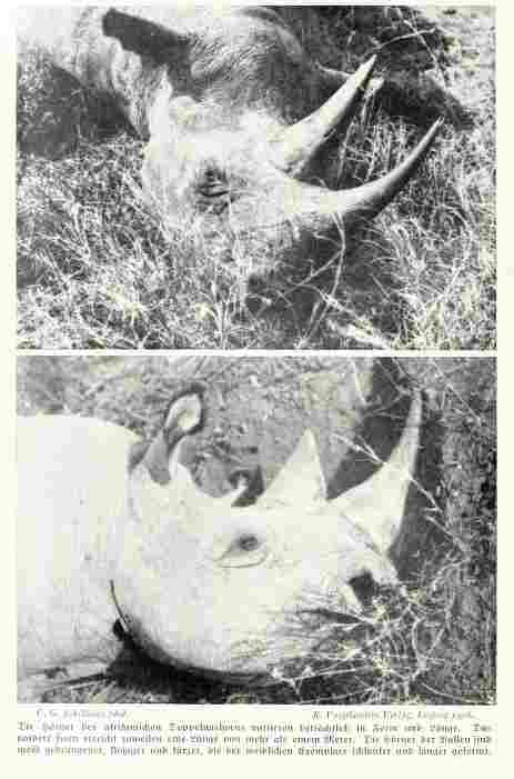 Schillings shot rhino