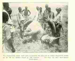 Rhino killed 1907