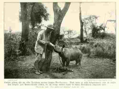 Rhino baby 1907
