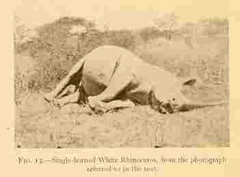 White rhino – one horn
