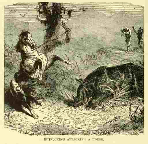 Rhino and horse