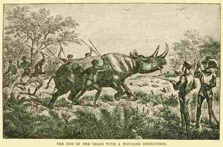 Rhino chase