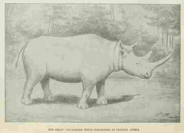 White rhino 1910