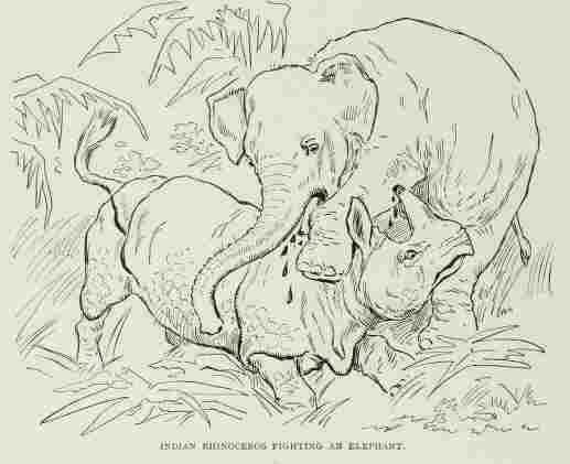 Rhino vs Elephant