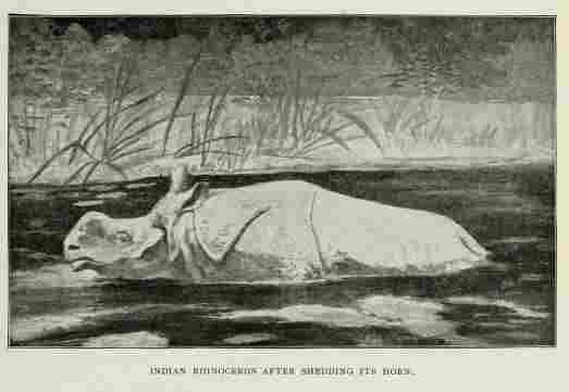 Lundeberg Indian rhino