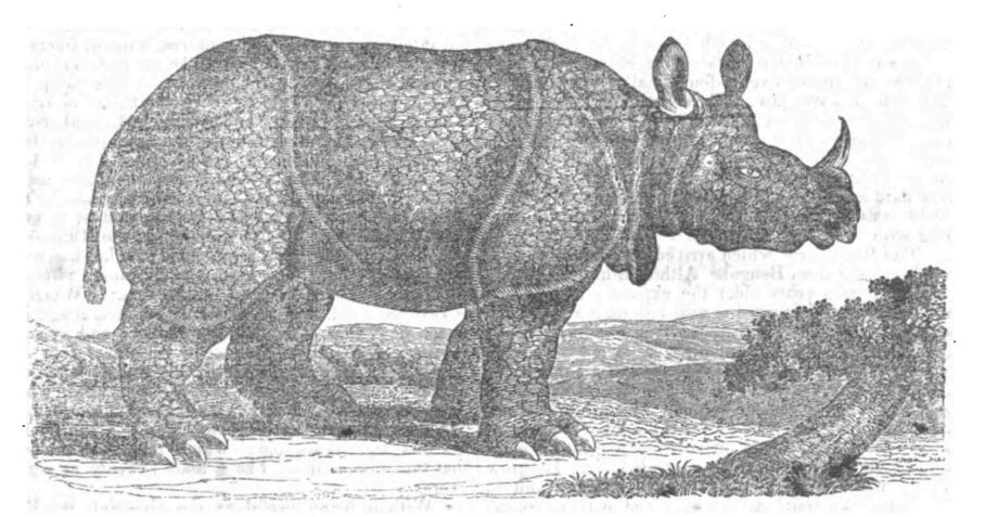 Sterndale’s Indian