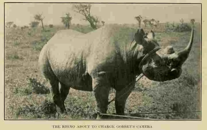 Scull black rhino