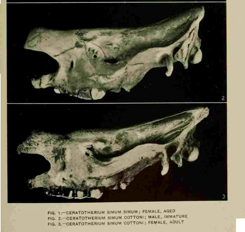 Heller 1913 pl 19b