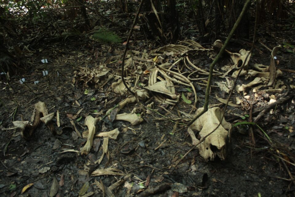 Ujung Kulon skeleton