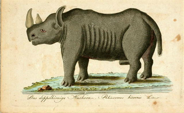 J.M.Bechstein after Gordon