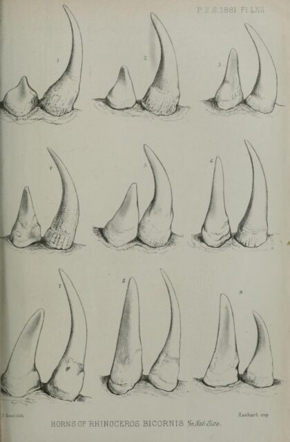 Selous 1881