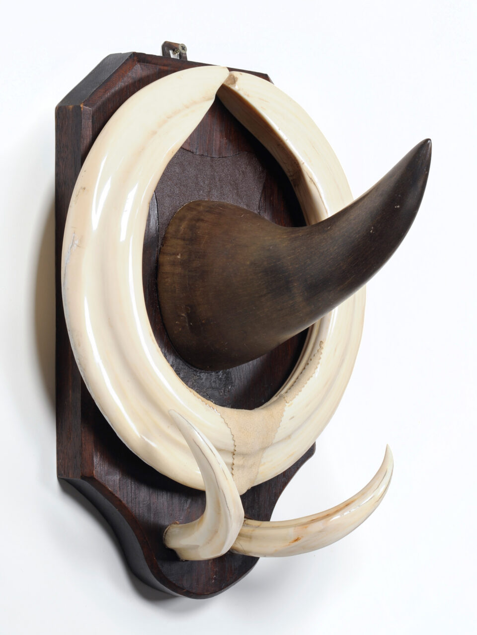 Rhino and hippo 1925