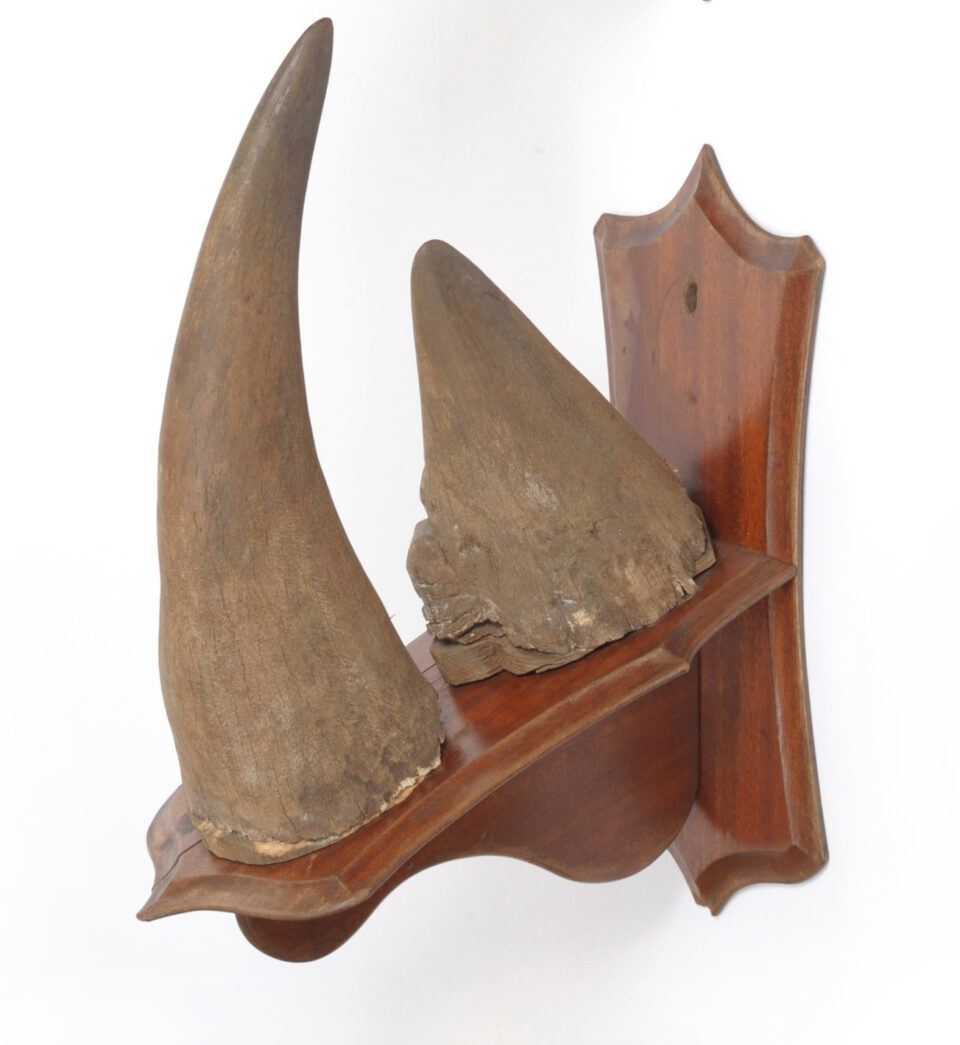 Black rhino horn 1920