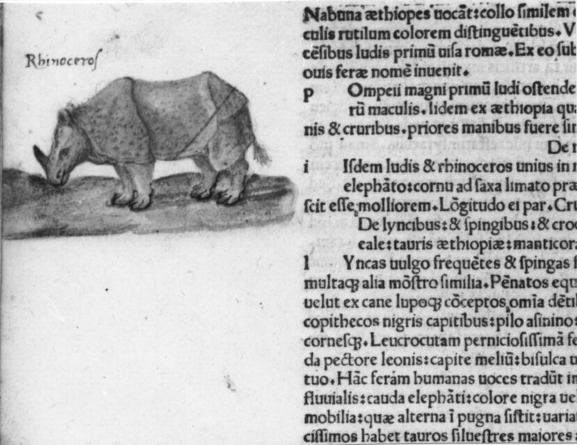 Pliny rhino from time of Dürer