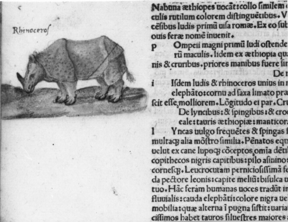 Pliny rhino from time of Dürer