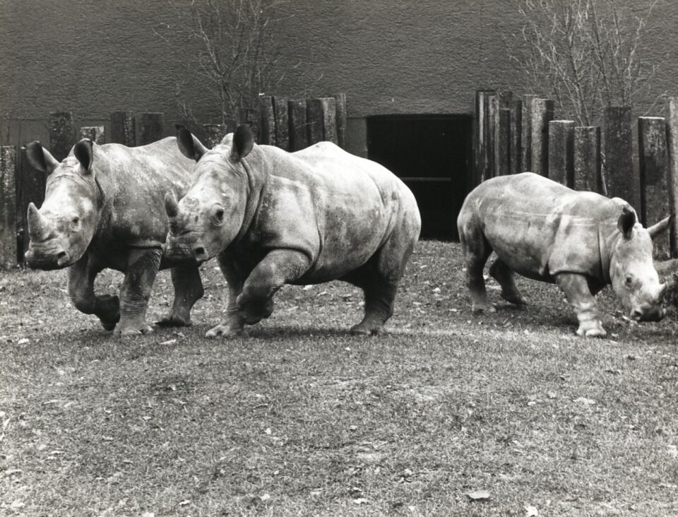 Munich rhinos