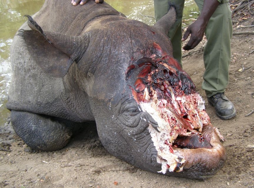Poaching rhinos