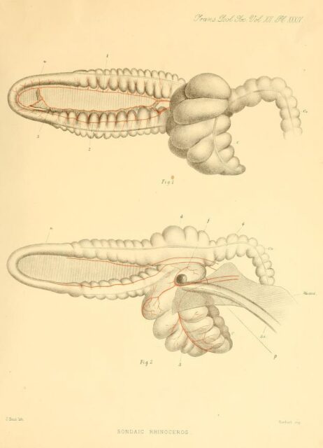 Colon and caecum