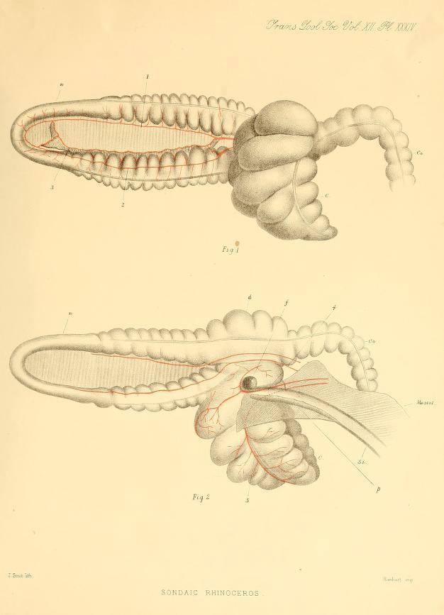 Colon and caecum