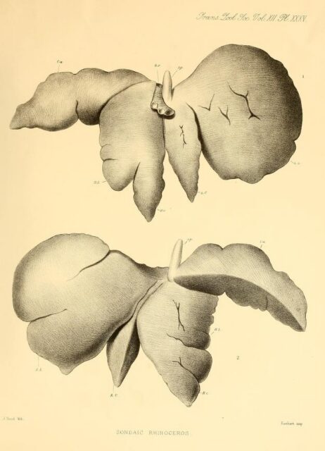 Liver of Javan rhino