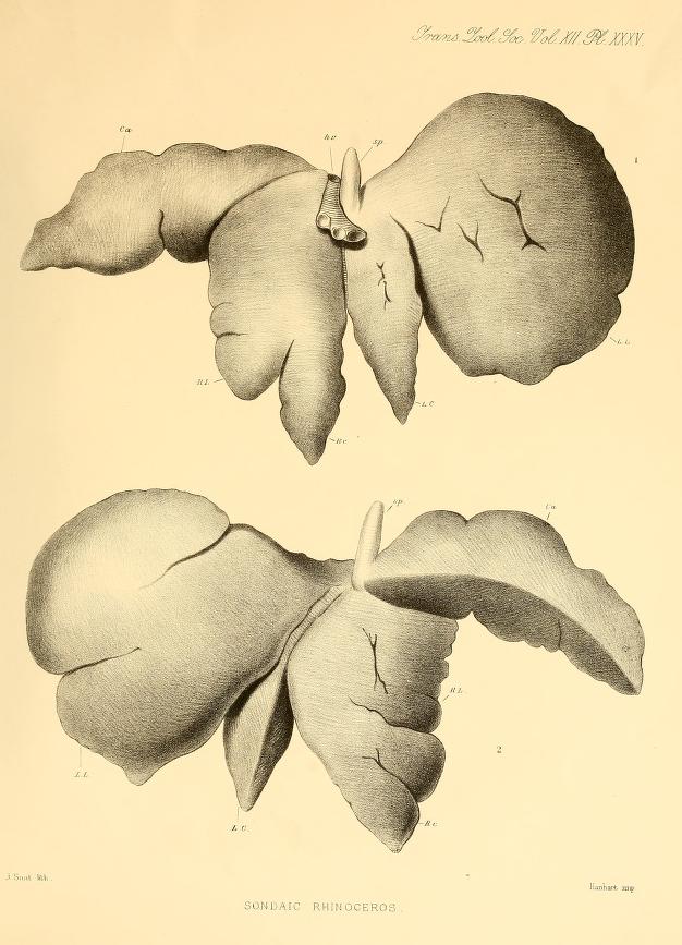 Liver of Javan rhino