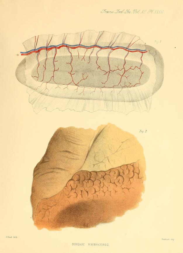 Spleen of Javan rhino