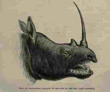 Campbell’s rhino 1865