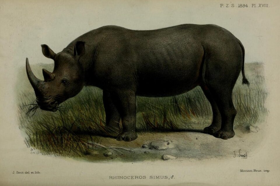 Coryndon’s rhino