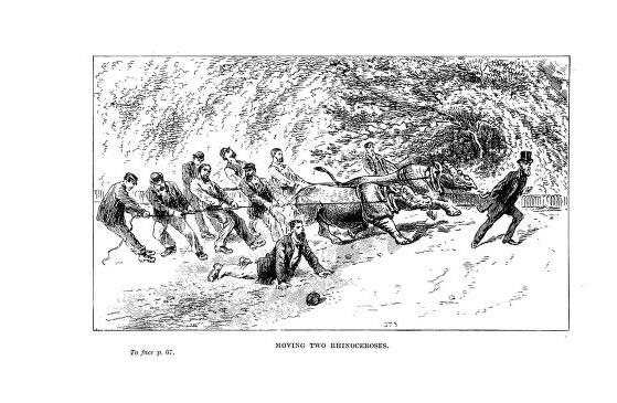 London Zoo Moving Rhinos