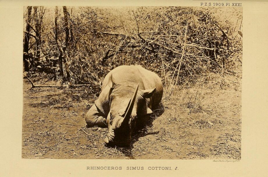 Trouessart 1909 pl.3