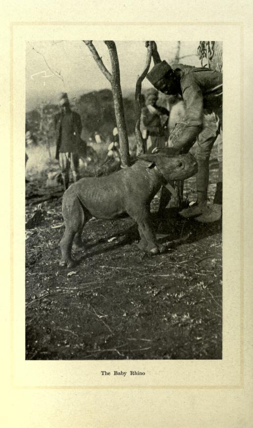 MacCutcheon Baby rhino