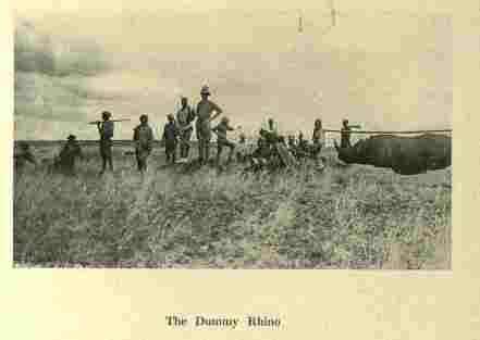 MacCutcheon Dummy rhino