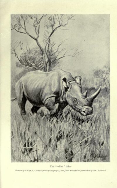 Roosevelt’s white rhino