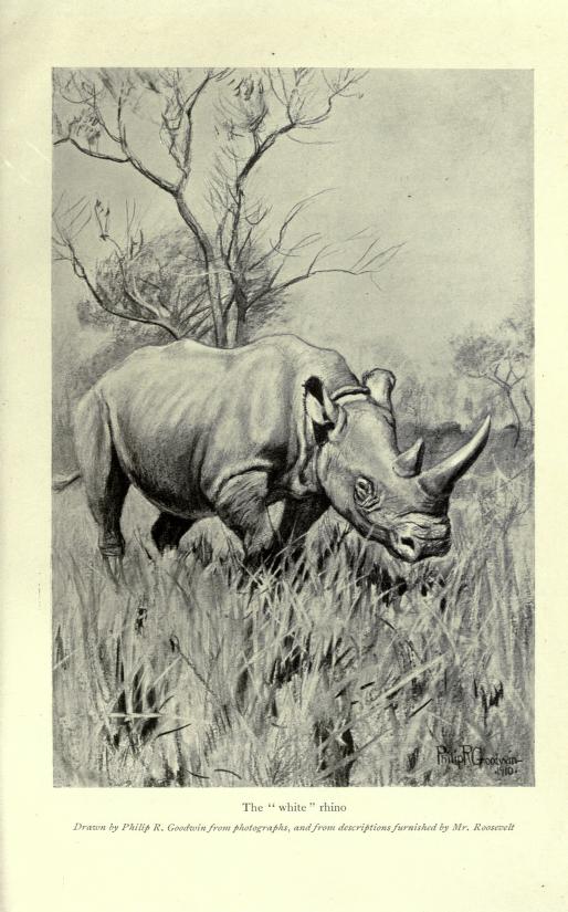 Roosevelt’s white rhino