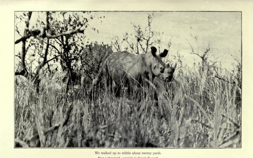 Roosevelt, white rhino