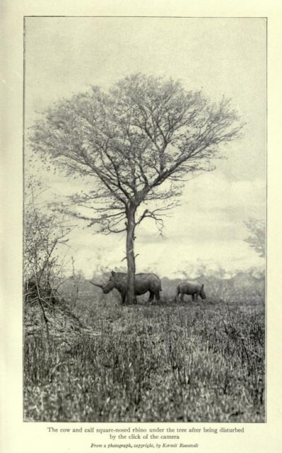 Roosevelt, disturbing white rhino