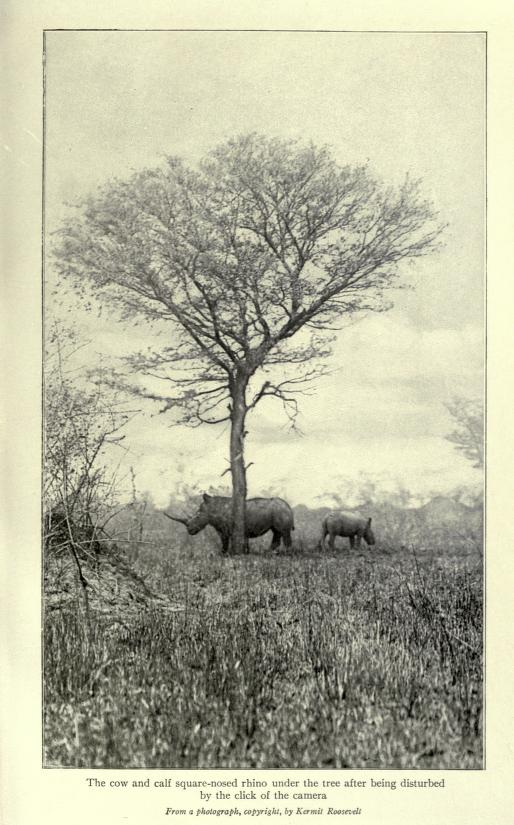 Roosevelt, disturbing white rhino